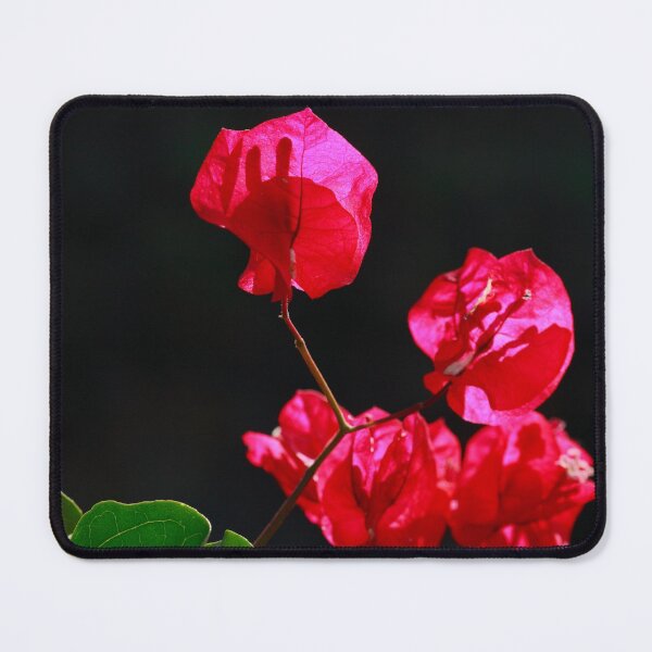 Item preview, Pink bougainvilleas designed and sold by Gaspar Avila.