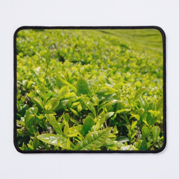 Item preview, Gorreana tea gardens designed and sold by Gaspar Avila.