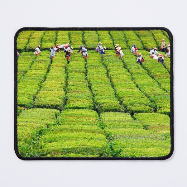 Item preview, Porto Formoso tea gardens designed and sold by Gaspar Avila.