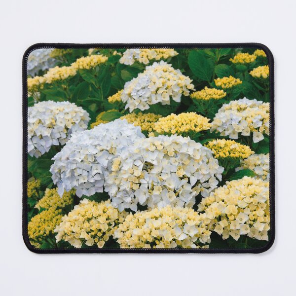 Item preview, Hydrangeas designed and sold by Gaspar Avila.