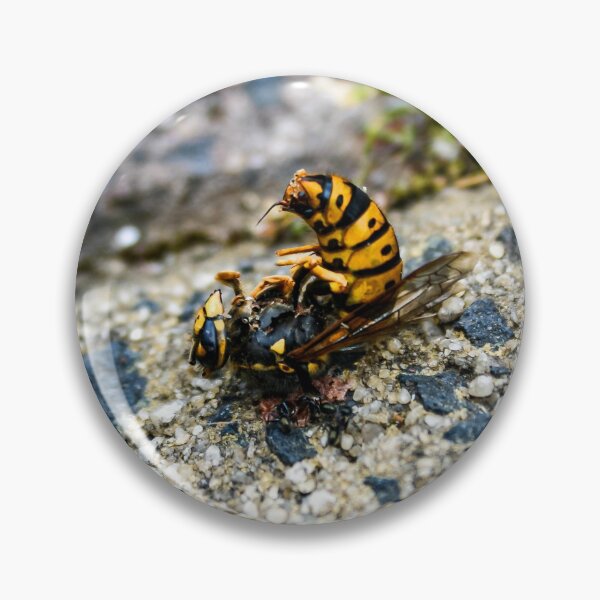 Item preview, A Bright Yellow and Black dead European wasp being eaten by ants on a sandy concrete ground designed and sold by James-Cole.
