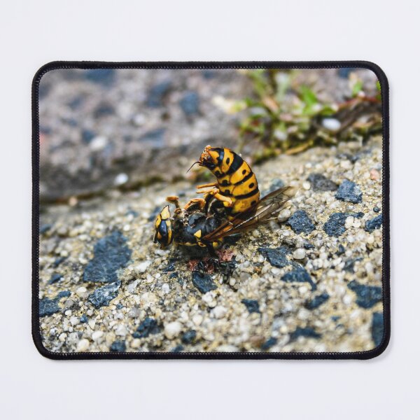 Item preview, A Bright Yellow and Black dead European wasp being eaten by ants on a sandy concrete ground designed and sold by James-Cole.