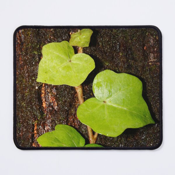 Item preview, Hedera designed and sold by Gaspar Avila.