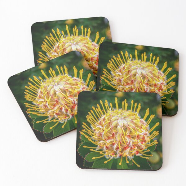 Item preview, The Protea Pincushion or Leucospermum Veldfire is an Australian native flower in vivid colour designed and sold by James-Cole.