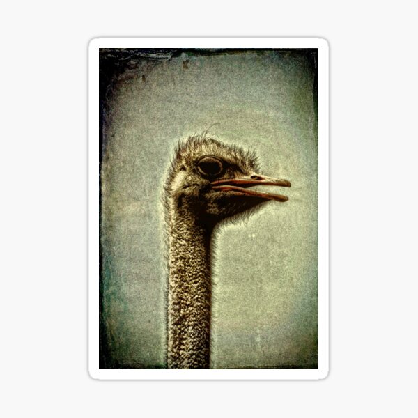 Ostrich Emu Sticker