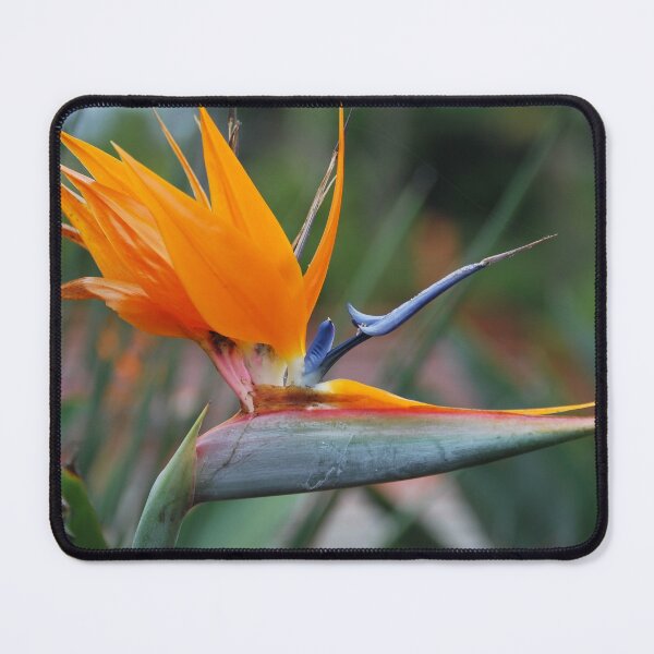 Item preview, Bird of Paradise designed and sold by curtislb.
