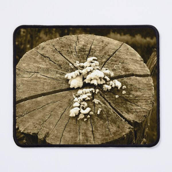 Item preview, Old log designed and sold by Gaspar Avila.