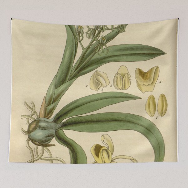 Item preview, Liparis reflexa (as Liparis foliosa) Curtis' 54 (N.S. 1) pl. 2709 (1827) designed and sold by EsotericBotanic.