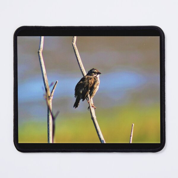 Item preview, Songbird designed and sold by craftsbydaphy.