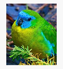 Turquoise Parrot Photographic Print