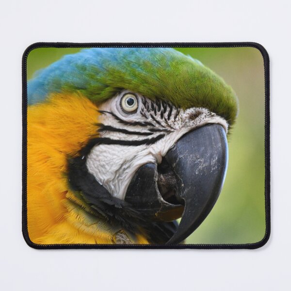 Item preview, Pretty Parrot Closeup designed and sold by richardbryce.