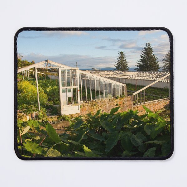 Item preview, Abandoned pineapple greenhouses designed and sold by Gaspar Avila.