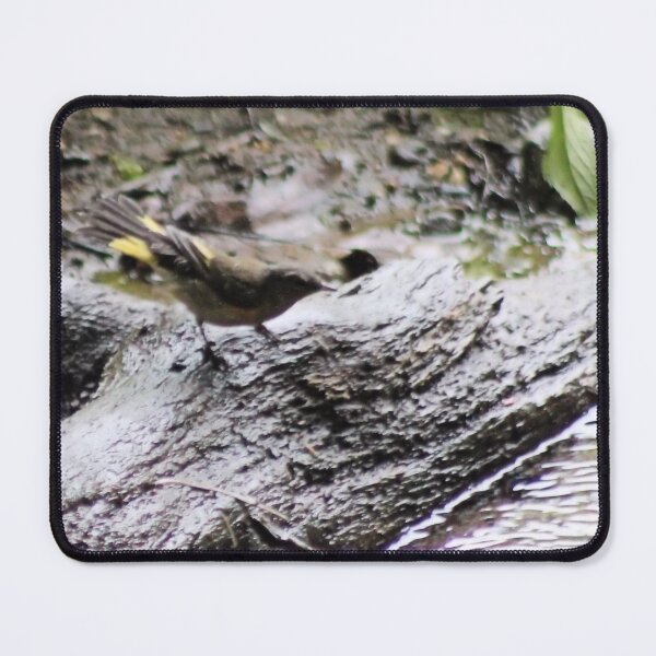 Item preview, AMERICAN REDSTART II designed and sold by BOLLA67.