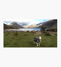 Wast Water with a Herdwick Sheep Photographic Print