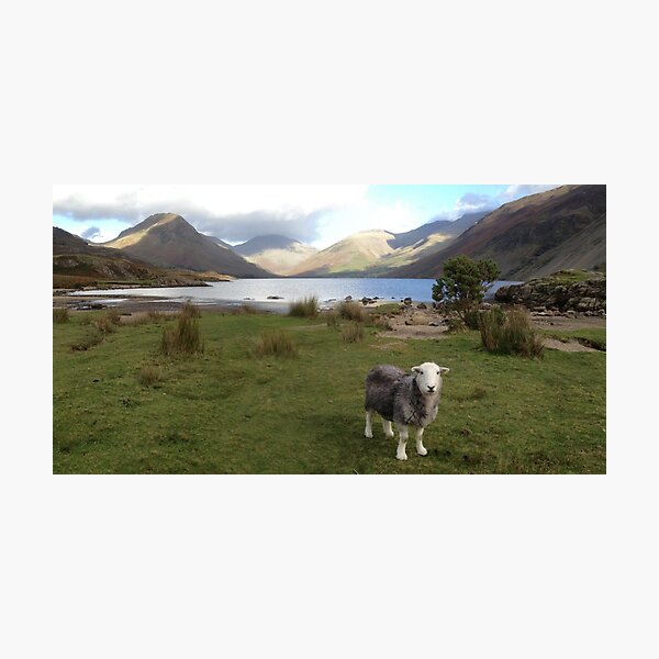 Aperçu de l'œuvre Eau gaspillée avec un mouton de Herdwick créée et vendue par GeorgeOne.