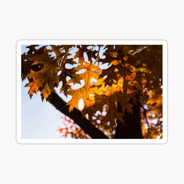 Item preview, Celebrating Autumn Colors - Oak Tree Fall Foliage designed and sold by Georgia Mizuleva.