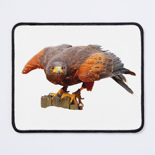 Item preview, Alert Harris Hawk designed and sold by Dalyndigital Photography.