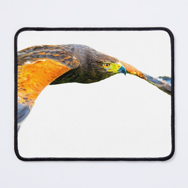 Item preview, Harris Hawk on patrol designed and sold by Dalyndigital Photography.