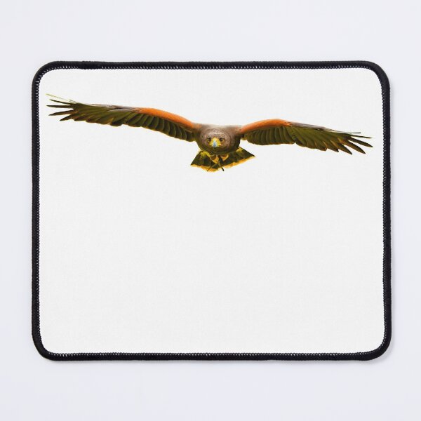 Item preview, Incoming Harris Hawk designed and sold by Dalyndigital Photography.