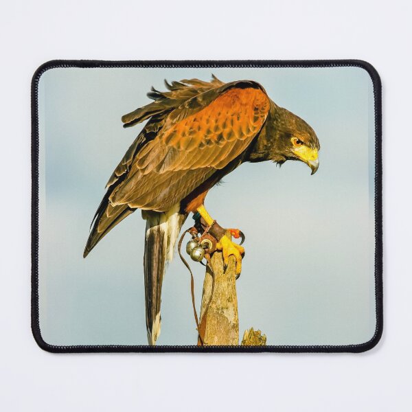 Item preview, Harris Hawk on watch designed and sold by Dalyndigital Photography.