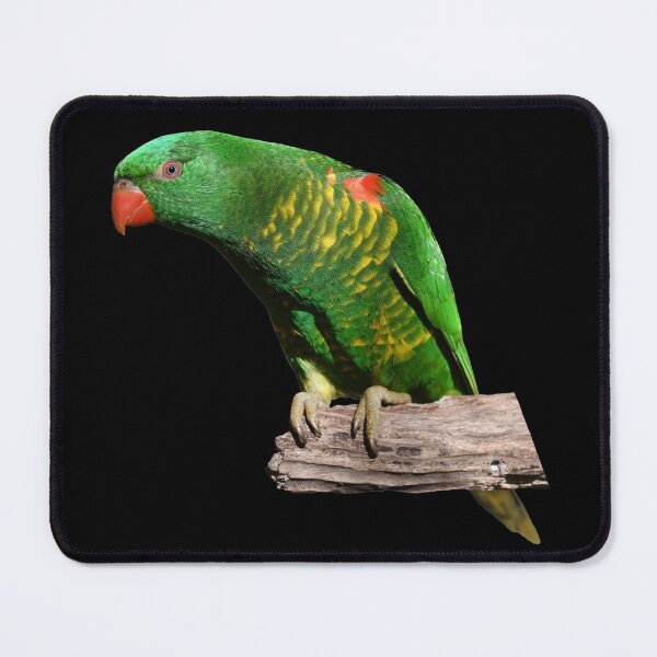 Item preview, Lorikeet 3 designed and sold by quentinjlang.