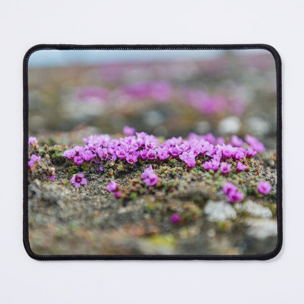 Item preview, Purple saxifrage flowers designed and sold by Mark Prior.