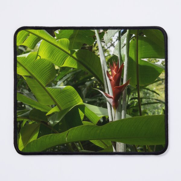 Item preview, Red Ginger Flower, Framed in Lush Jungle Green designed and sold by Georgia Mizuleva.