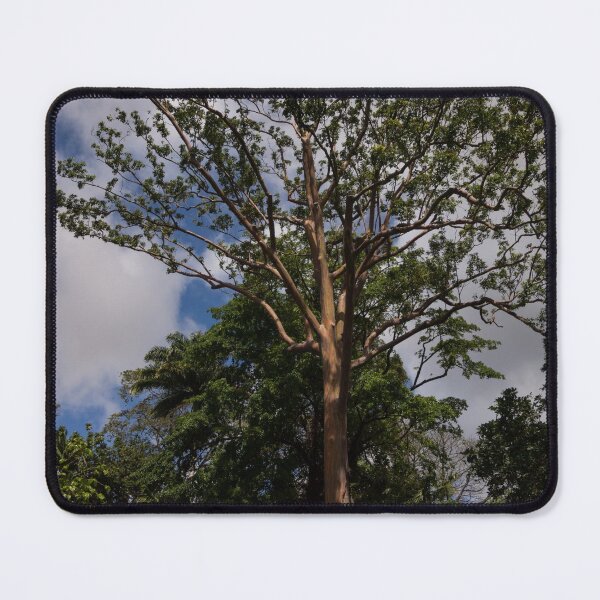 Item preview, Rainbow Eucalyptus - Tall, Proud and Beautiful designed and sold by Georgia Mizuleva.