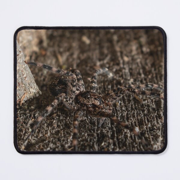 Item preview, solitary wolf spider  designed and sold by R-York.