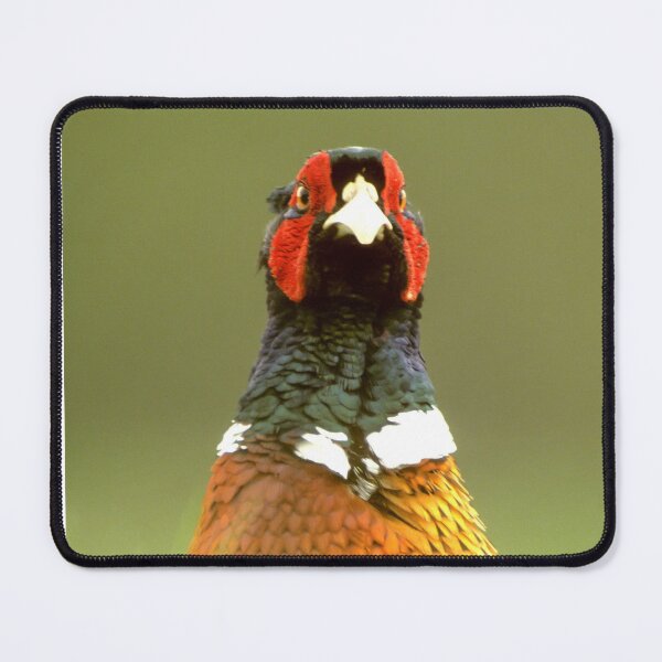 Item preview, The watchful hunting pheasant designed and sold by Ingo Gerlach.