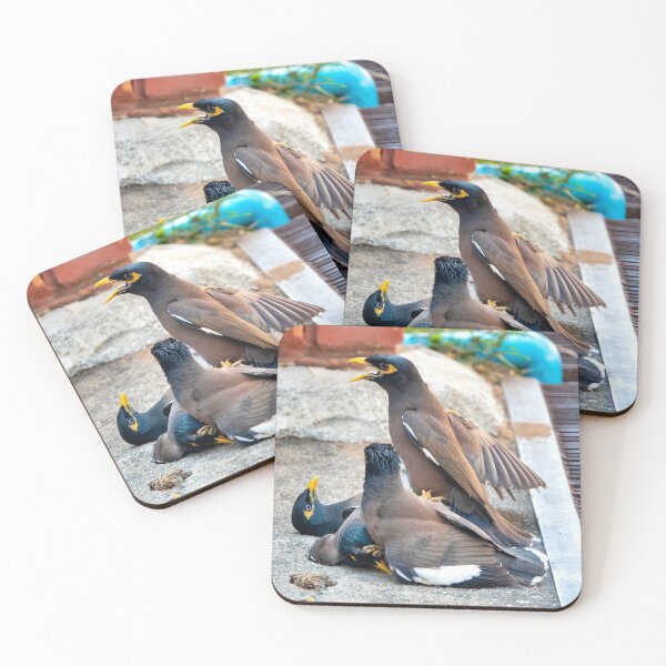 Item preview, Common myna designed and sold by troianifabrizio.