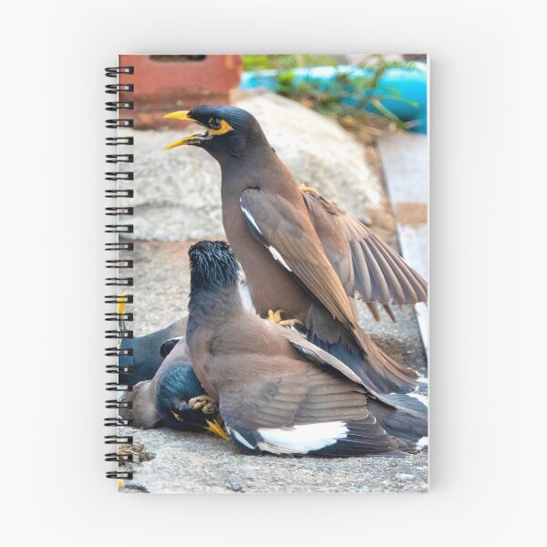 Item preview, Common myna designed and sold by troianifabrizio.