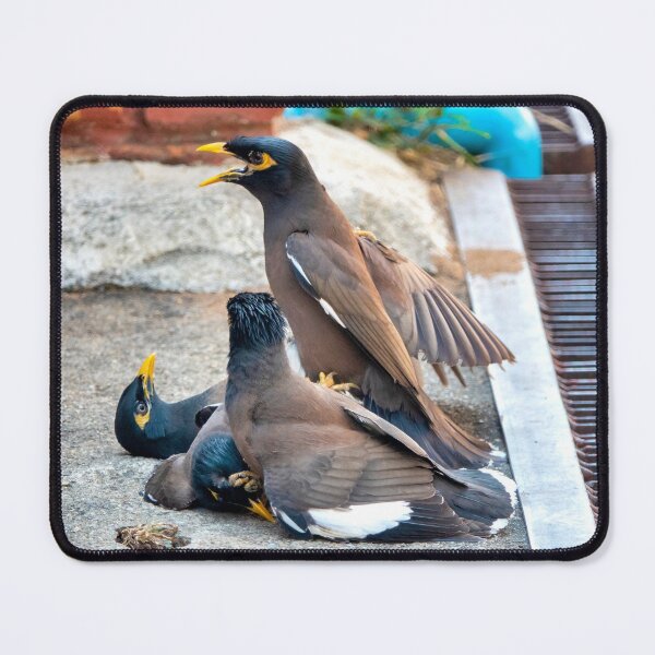 Item preview, Common myna designed and sold by troianifabrizio.