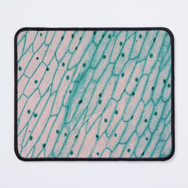 Item preview, Allium Seale Epidermis designed and sold by CellsOfWorld.