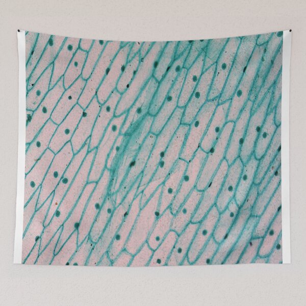 Item preview, Allium Seale Epidermis designed and sold by CellsOfWorld.