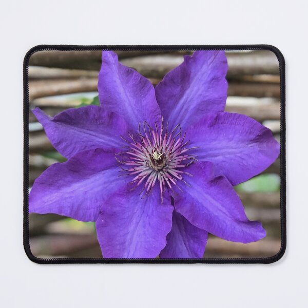Item preview, Purple Clematis designed and sold by KMHPhotography.