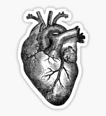 Pegatina Anatomía del corazón de la vendimia