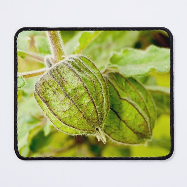 Item preview, Physalis angulata designed and sold by Gaspar Avila.