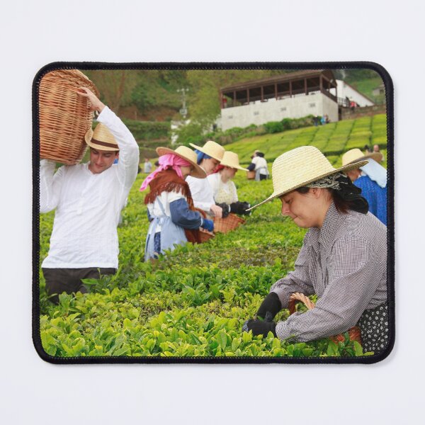 Item preview, Porto Formoso tea gardens designed and sold by Gaspar Avila.