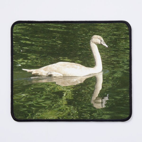 Item preview, Mute Swan Cygnet and Reflection on the Water Photograph designed and sold by naturegallery.