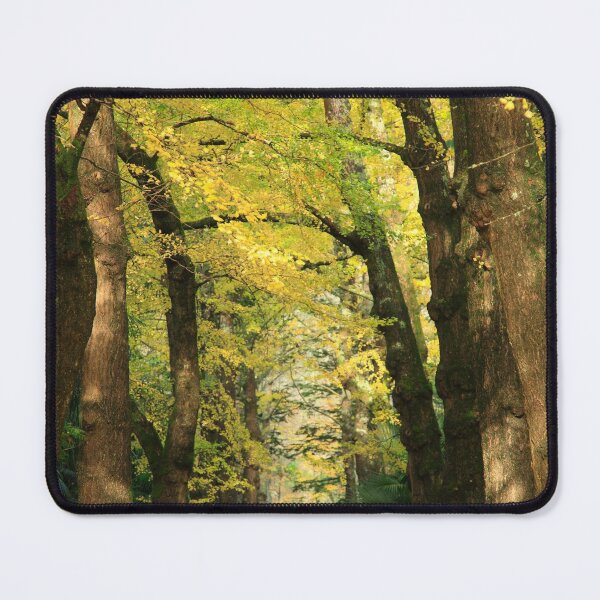 Item preview, Ginkgo biloba trees designed and sold by Gaspar Avila.