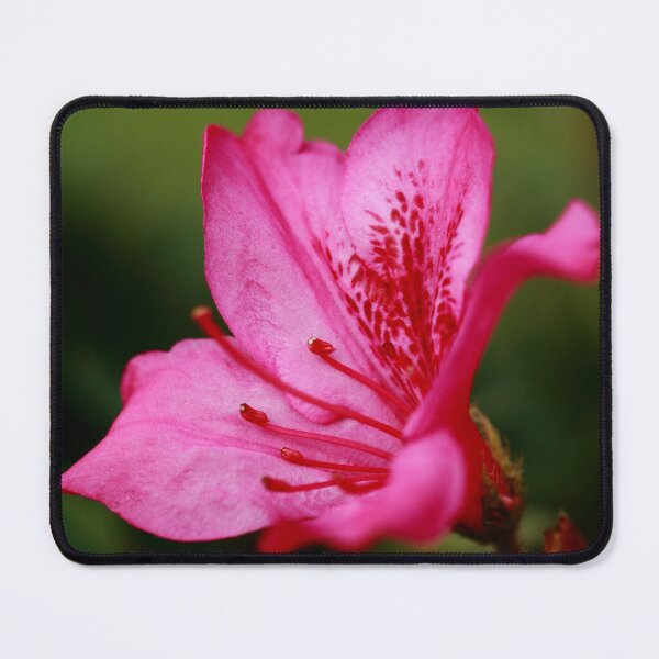 Item preview, Azalea designed and sold by Gaspar Avila.