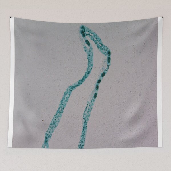Item preview, Spirogyra Conjugation  designed and sold by CellsOfWorld.