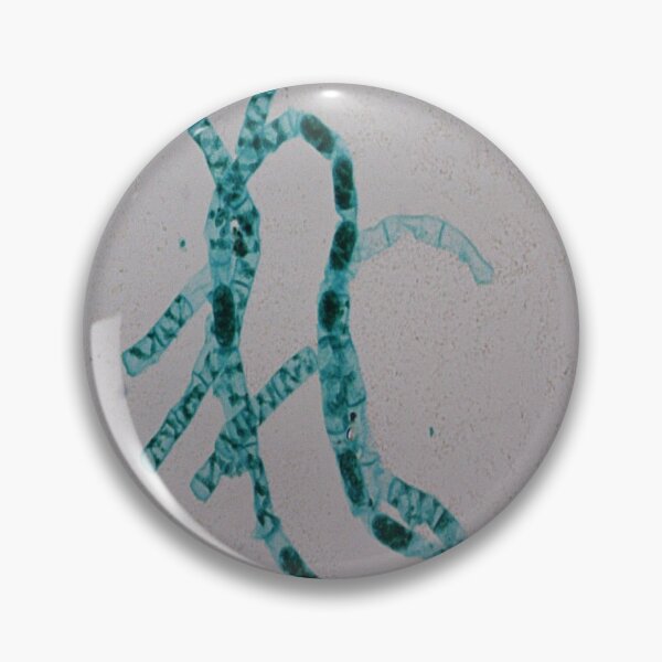 Item preview, Spirogyra Conjugation designed and sold by CellsOfWorld.