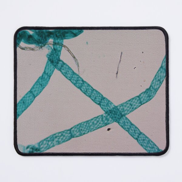 Item preview, Spirogyra Conjugation  designed and sold by CellsOfWorld.