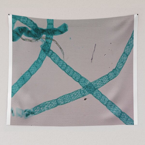Item preview, Spirogyra Conjugation  designed and sold by CellsOfWorld.