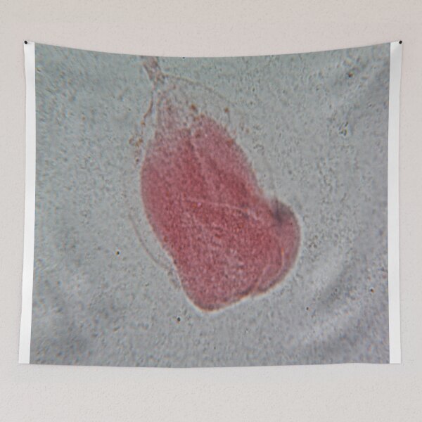 Item preview, Rhizopus  designed and sold by CellsOfWorld.