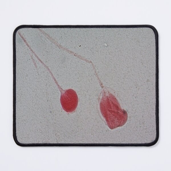 Item preview, Rhizopus  designed and sold by CellsOfWorld.