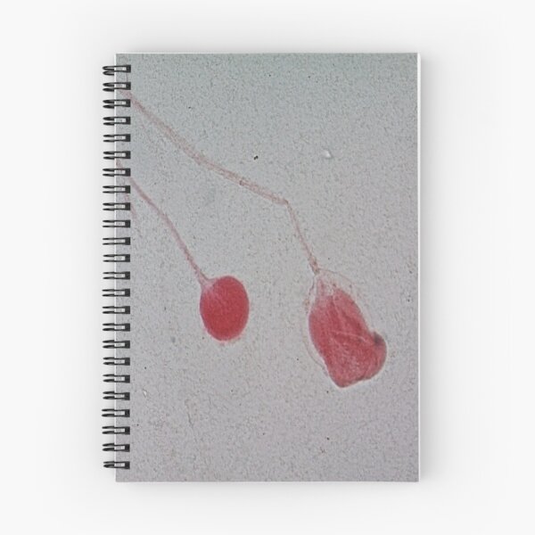 Item preview, Rhizopus  designed and sold by CellsOfWorld.