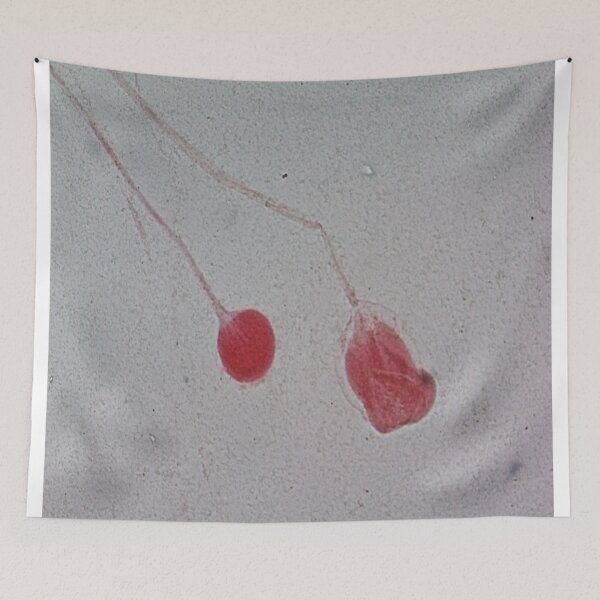 Item preview, Rhizopus  designed and sold by CellsOfWorld.
